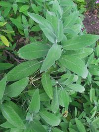 High angle view of dew on plant