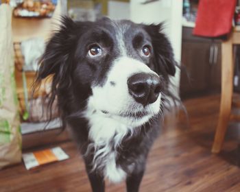 Close-up portrait of a dog