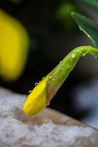 Close-up of yellow leaf