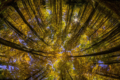 Low angle view of tree during autumn