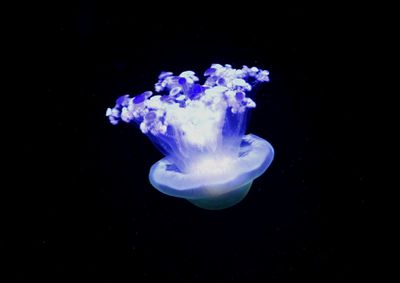 Close-up of jellyfish against blue background