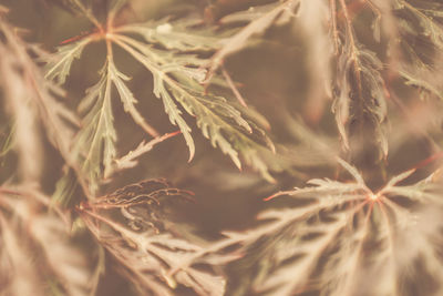 Full frame shot of fresh plants