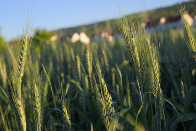 Close-up of wheat field against clear sky