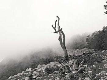 Scenic view of a tree with dry branches in the countryside