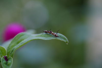 Close-up of insect on flower