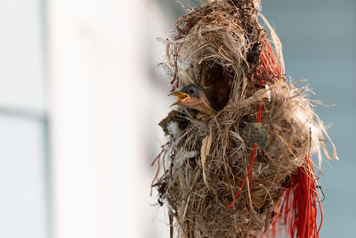 Close-up of bird nest