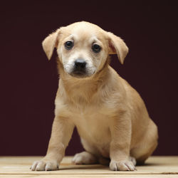 Close-up of puppy sitting against black background