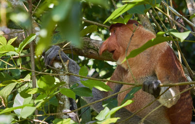 View of a monkey on tree