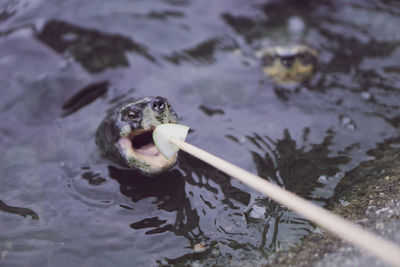 High angle view of turtle in lake