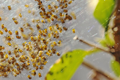 Full frame shot of fresh yellow leaves floating in lake