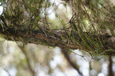 Close-up of moss growing on tree in forest