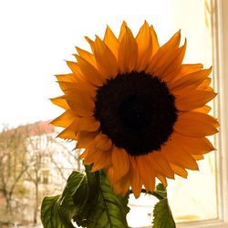 Close-up of sunflower blooming against clear sky