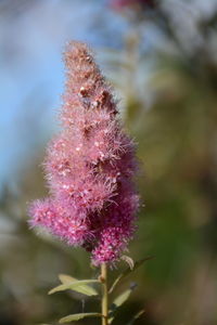 Close-up of pink flower