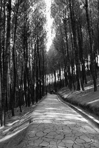 Footpath amidst trees in forest