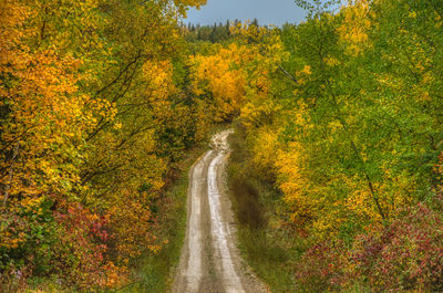 Road amidst trees in forest during autumn