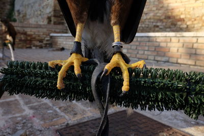 Low section of eagle perching on rod