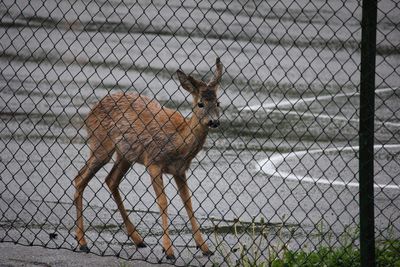 Deer seen through chainlink fence