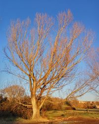 Close-up of tree against clear sky