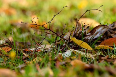 Close-up of dry leaves on field
