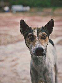 Portrait of dog looking outdoors