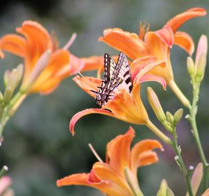 Close-up of honey bee on flower