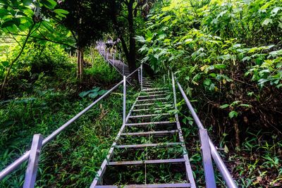 Footbridge amidst trees in forest