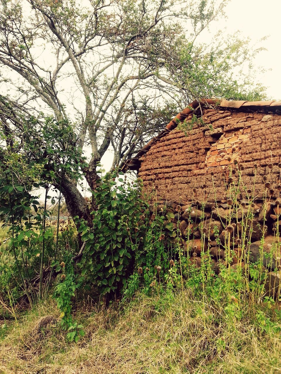 built structure, architecture, tree, building exterior, grass, growth, plant, field, house, sky, nature, old, tranquility, day, landscape, branch, abandoned, outdoors, no people, clear sky