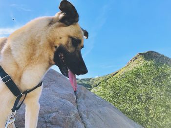 View of a dog on rock