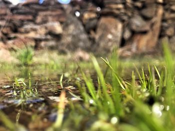 Surface level of grass on field