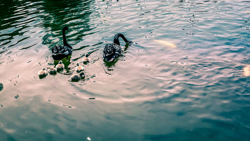 High angle view of birds swimming in lake