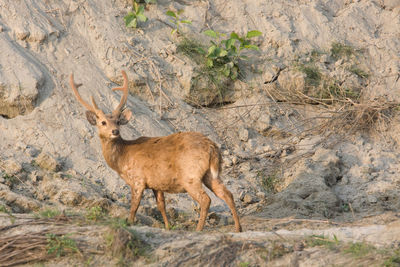 Side view of a horse on rock