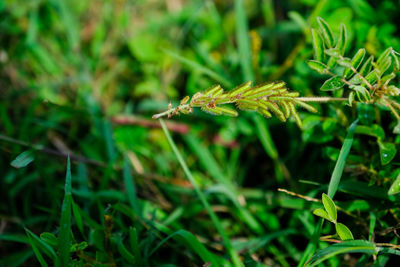 Close-up of insect on grass