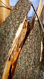 Close-up of wooden logs in forest