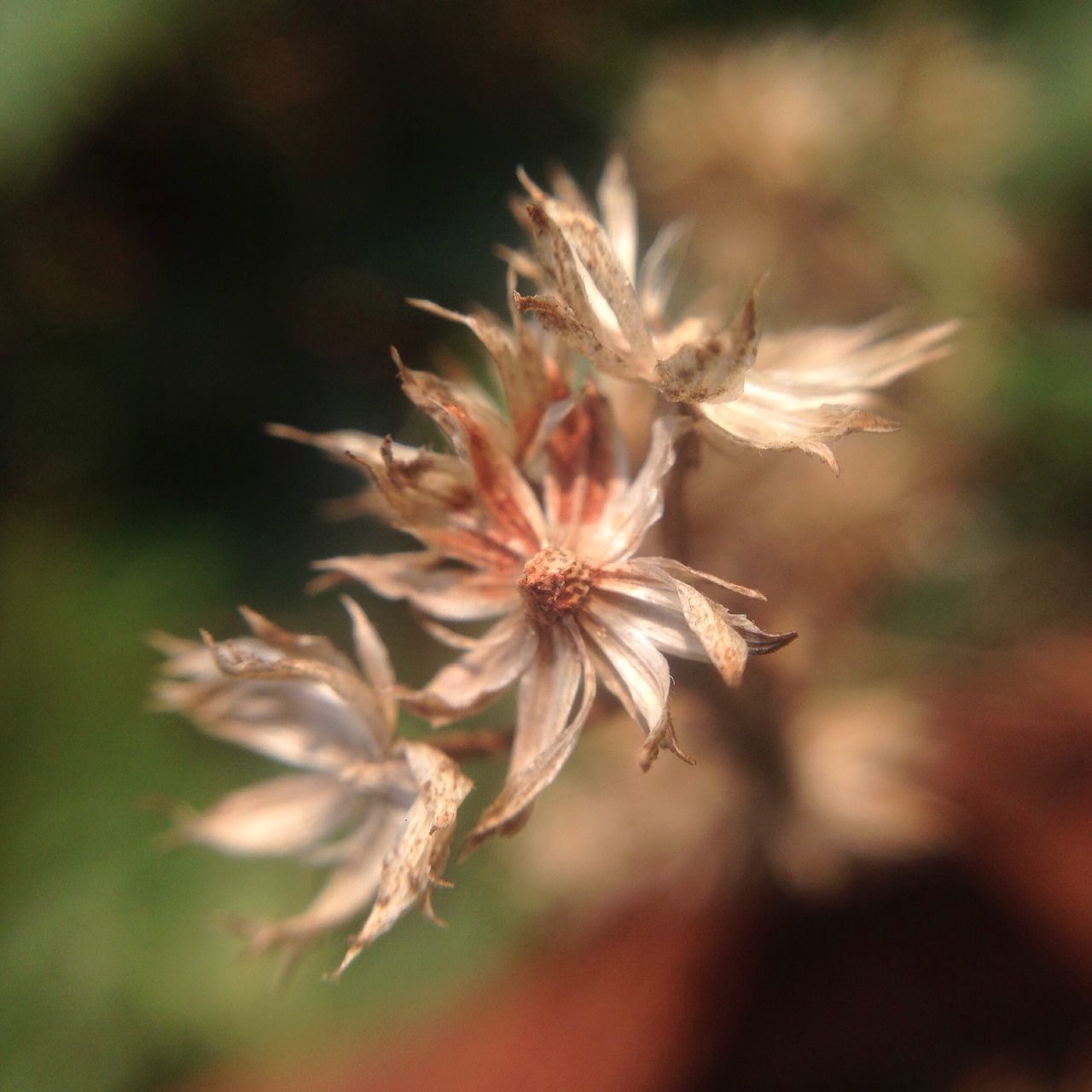 Dried up flowers