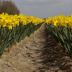 View of yellow flowering plants on field