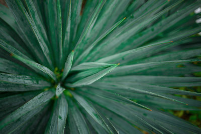 Full frame shot of green leaves