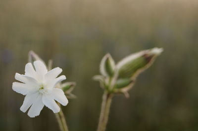 Close-up of white flowers growing on plant