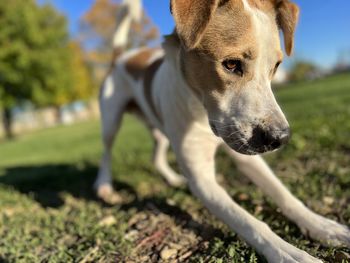 Close-up of a dog looking away