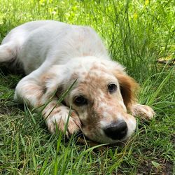 Close-up of dog lying on grass