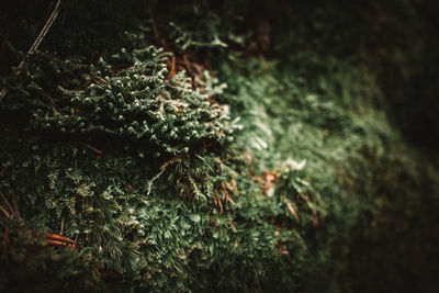 Close-up of moss growing on tree branch