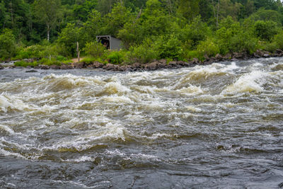 Scenic view of river flowing in forest