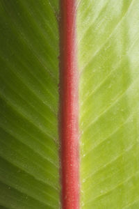 Full frame shot of palm leaf