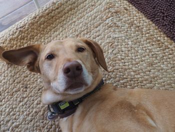 Close-up portrait of a dog