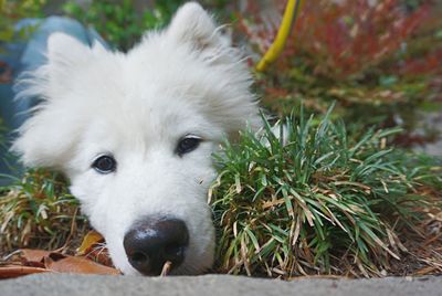 Close-up portrait of white dog