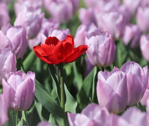 Close-up of pink tulips
