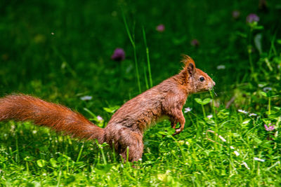 Close-up of squirrel on grassy field