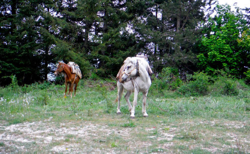 Horses in a field