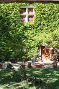 Plants growing in yard