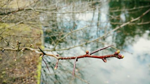 Close-up of twigs against blurred background