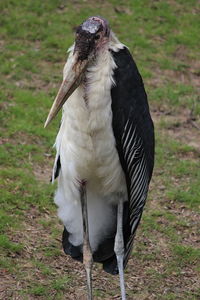 Close-up of a bird on field